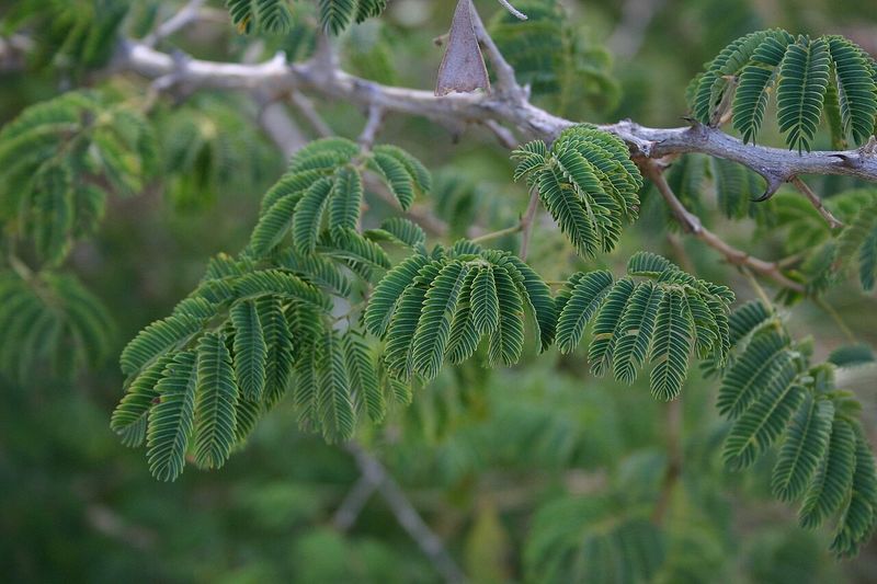 Archivo:Acacia erubescens 1.jpg
