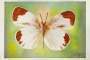 Eurema lucina
