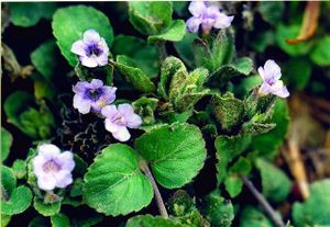 Bacopa.jpg