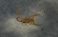 Bark-scorpion.jpg