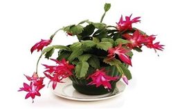 Cactus de invierno.jpg
