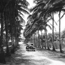 Calle los cocos.jpeg