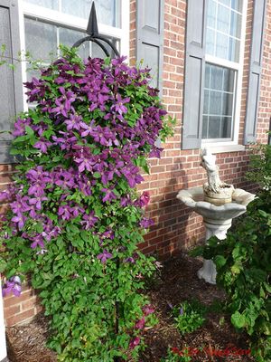 Clematis viticella.jpg