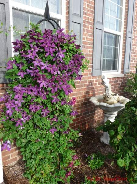 Archivo:Clematis viticella.jpg