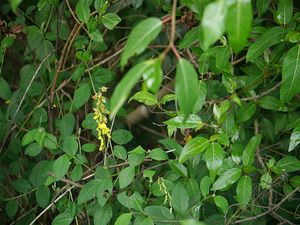 Crotalaria walkeri.jpg