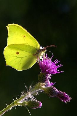 Ec4a9097fe73ce0c1fb09a7c2d45d6a0.jpg