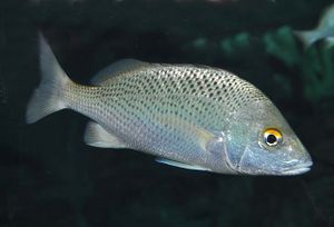 Haemulon scudderii.jpg