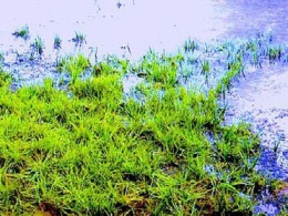Isoetes cubana.JPG