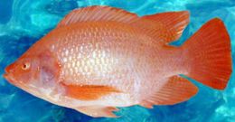 Mojarra-roja.jpg