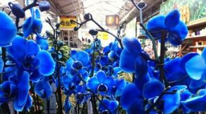 Orquídeas azules exóticas - EcuRed