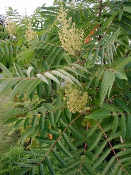 Rhus-typhina-flowers.JPG