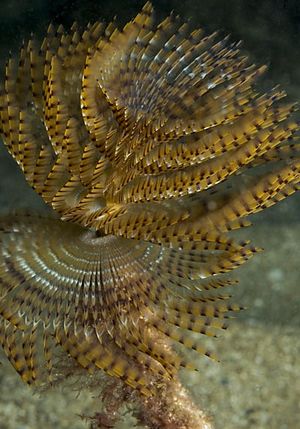 Sabella spallanzanii.jpg