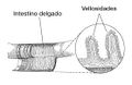 Miniatura de la versión del 00:54 25 feb 2021