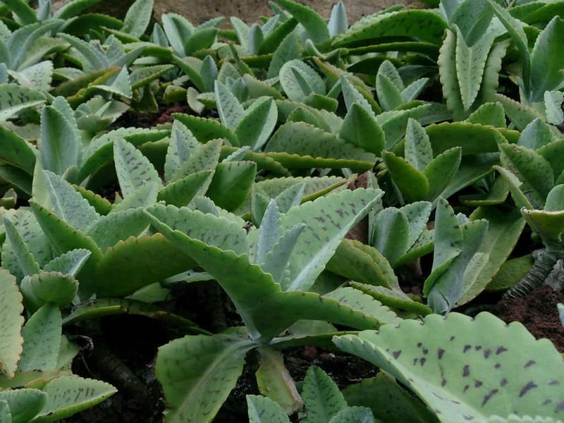 Archivo:Kalanchoe-gastonis-bonnieri-Donkey-Ears1-2-1024x768-1.jpg