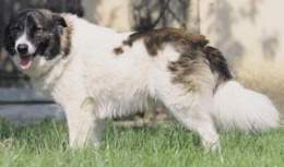 Perro de montaña del Atlas.jpg