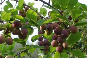 Árboles en macetas.jpg