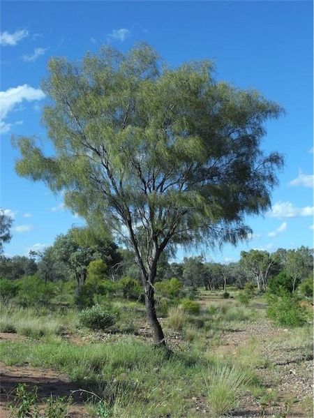 Archivo:Acacia estrophiolata 2.jpg