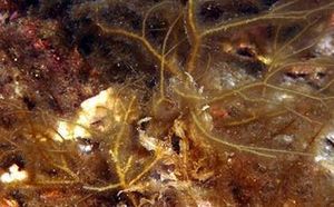 Arthrocladia villosa.jpg