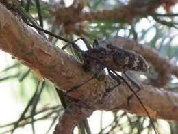 BBursaphelenchus xylophilus.jpg