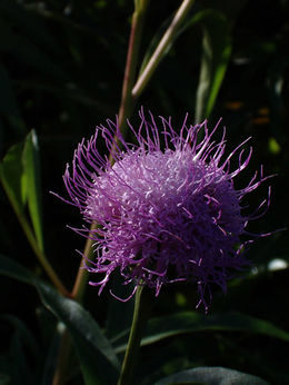 Cheirolophus falcisectus.jpg