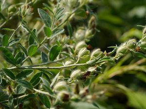 Crotalaria mysorensis.jpg