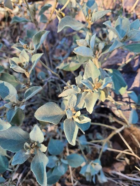 Archivo:Croton suaveolens 1.jpeg