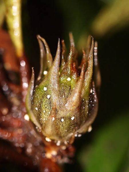 Archivo:Ficus macrostyla 2.jpg