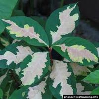 Graptophyllum pictumce.jpg