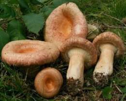 Lactarius-torminosus1.jpg