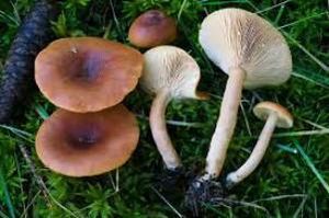 Lactarius sphagneti1.jpg