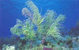 Pseudopterogorgia americana.jpg