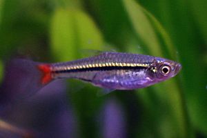 Rasbora-borapetensis.jpg