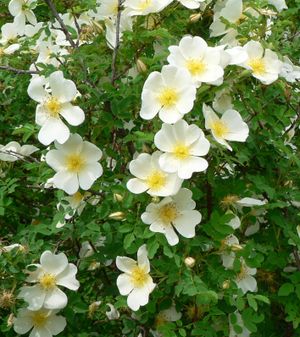 Rosa Pimpinellifolia .JPG