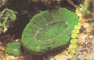 Scolymia wellsi.JPG