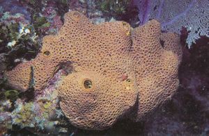 Verongula rigida.jpg