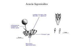 Acacia fagonioides.jpg