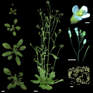 Arabidopsis-thaliana.gif