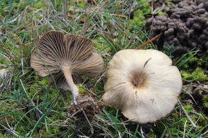 Clitocybeumbilicata.jpg