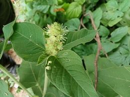 Croton conspurcatus.jpeg