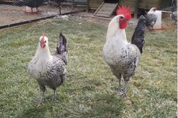 Fayoumi.jpg