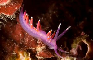 Flabellina pedata.jpg