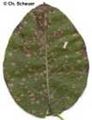 Frutales-septoriosis-peral.jpg