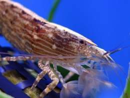 Gamba filtradora tailandesa.jpg