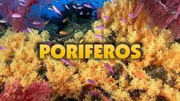 Políferos1.jpg