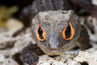Vista frontal de los ojos