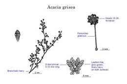 Acacia grisea.jpg
