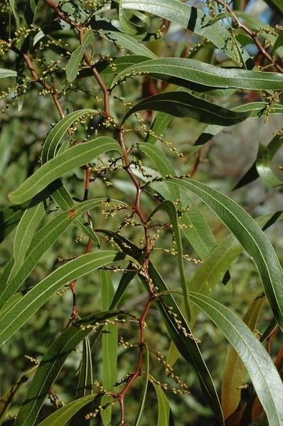 Archivo:Acacia macradenia 6.jpg