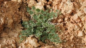 Campanula mardinensis.JPG