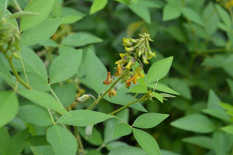 Archivo:Crotalaria cajanifolia 1.jpg