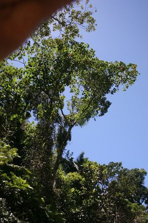 Croton mongue.jpg